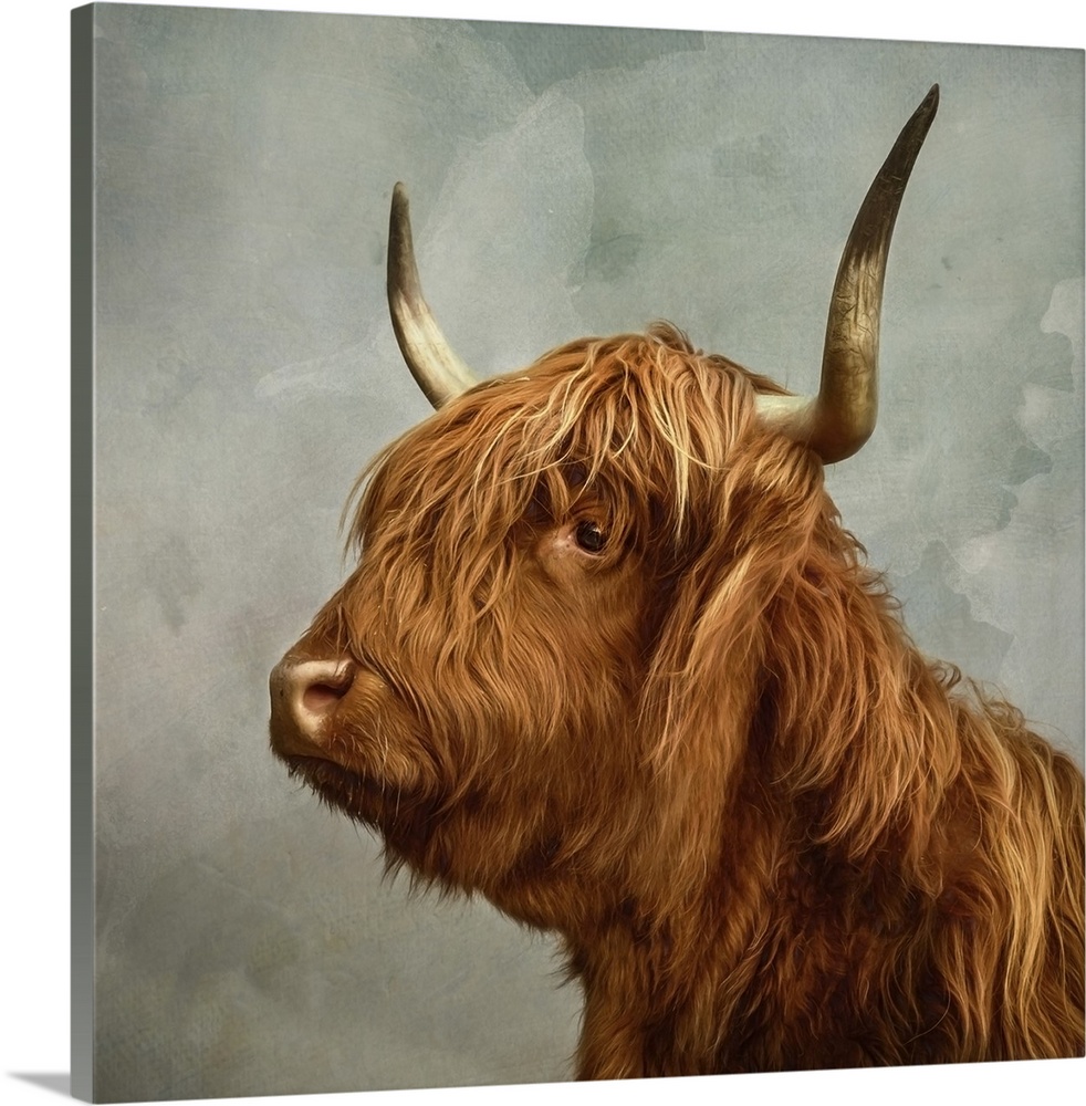 Proud portrait of a highland cow with horns.