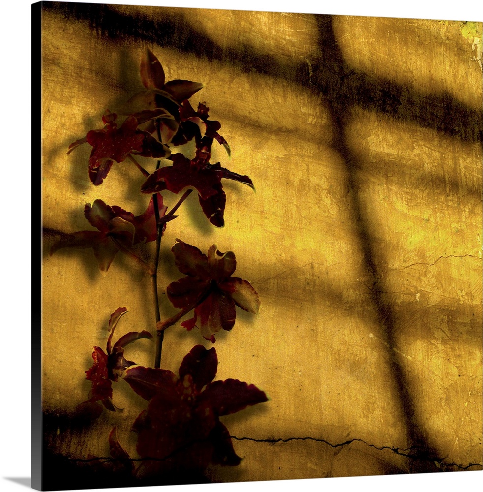 A blood-red orchid against a cracked, golden stucco wall catches the setting sun.