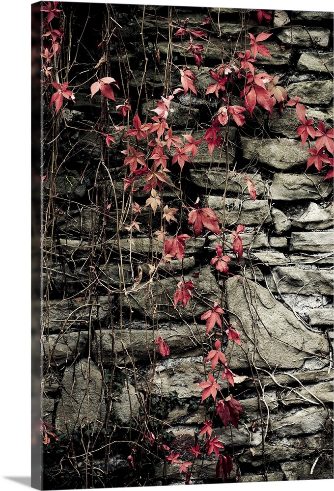 Red flowers on stone wall