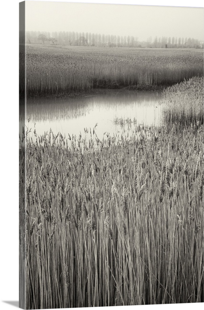 Reed marches on the river Alde at Eiken in Suffolk, England, UK.