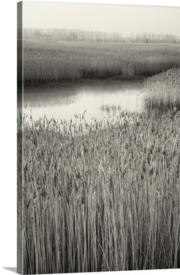 Reed Beds