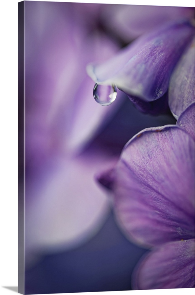 Purple petals with a single water droplet