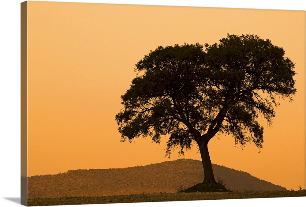 Silhoette of a Holm oak on top of a hill, Andalusia, Spain