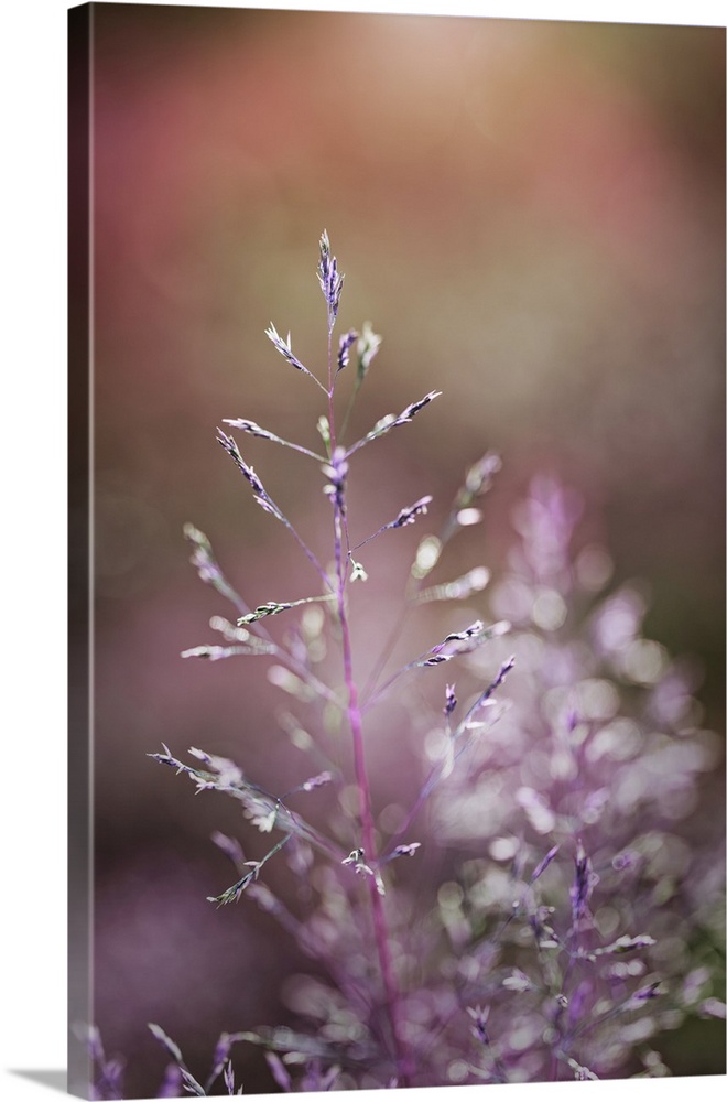 Image of delicate grass with seeds