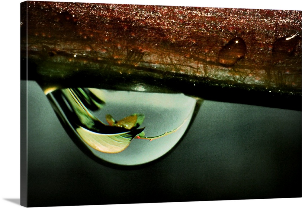 A rain drop hanging from a branch with reflections of a leaf