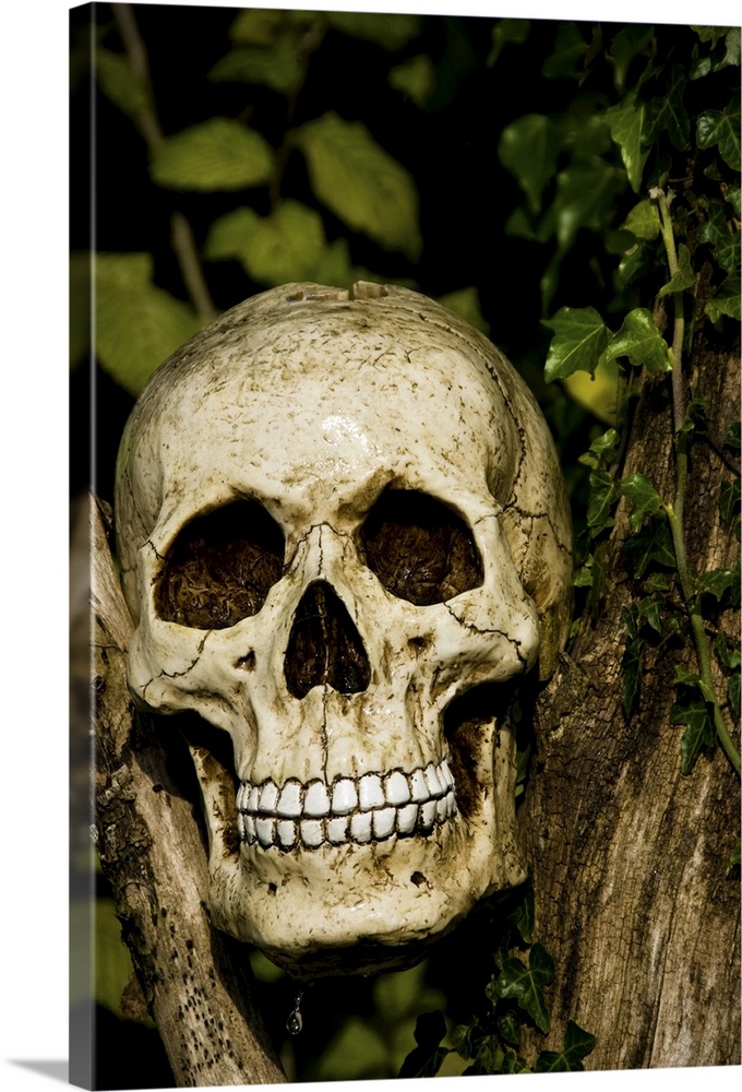skull in tree