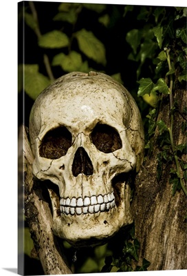 Skull in tree