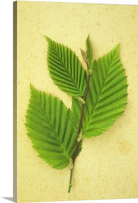 Sprig of spring fresh green leaves of Hornbeam tree lying on antique paper
