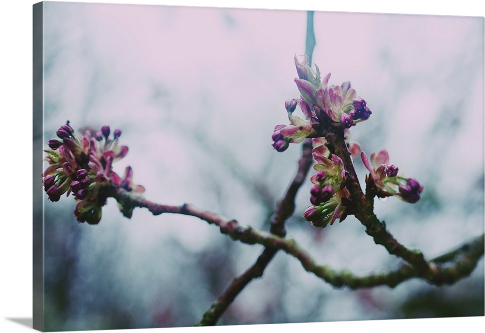 Some new pink blossom emerging from tree branches.