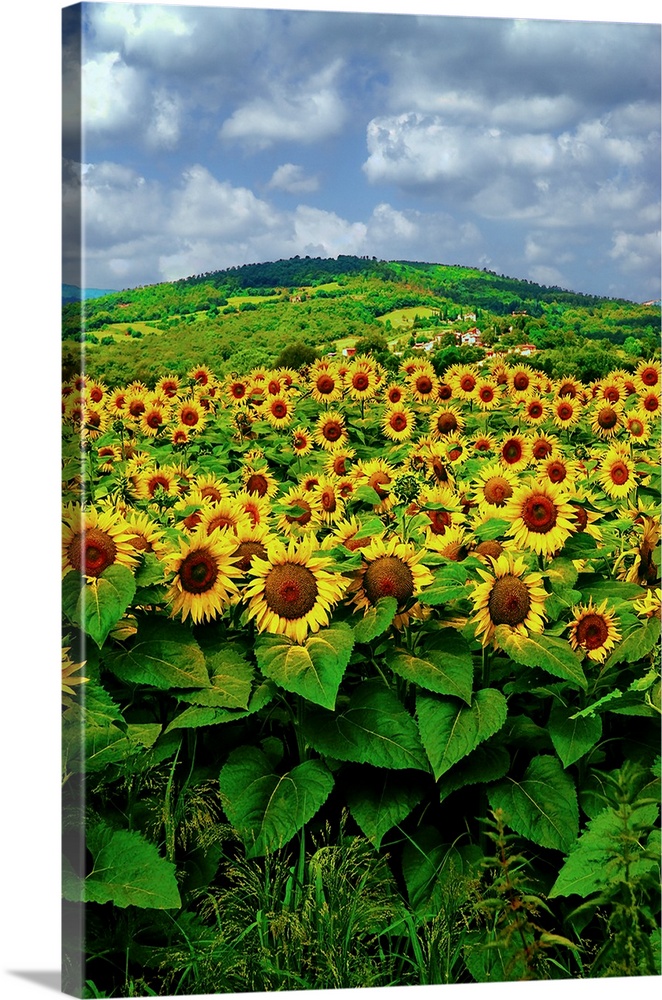 A field of blooming sunflowers on a bright summer day with hill in distance