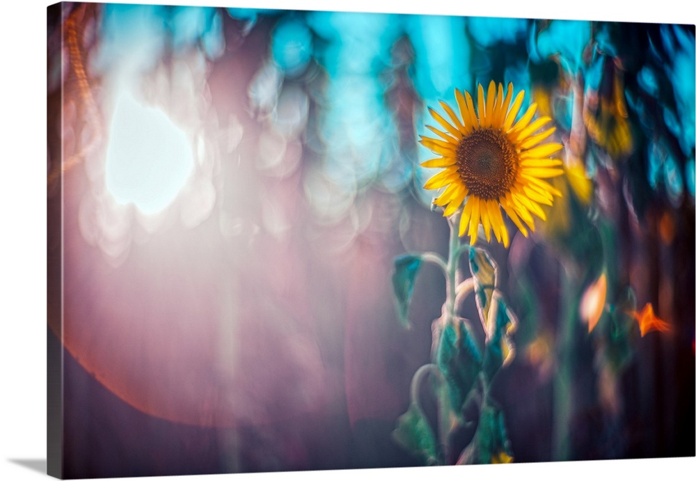 Sunflower in Spain with low sunlight and blurred background.