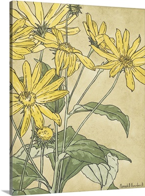Sunflowers (Possibly Jerusalem Artichoke)