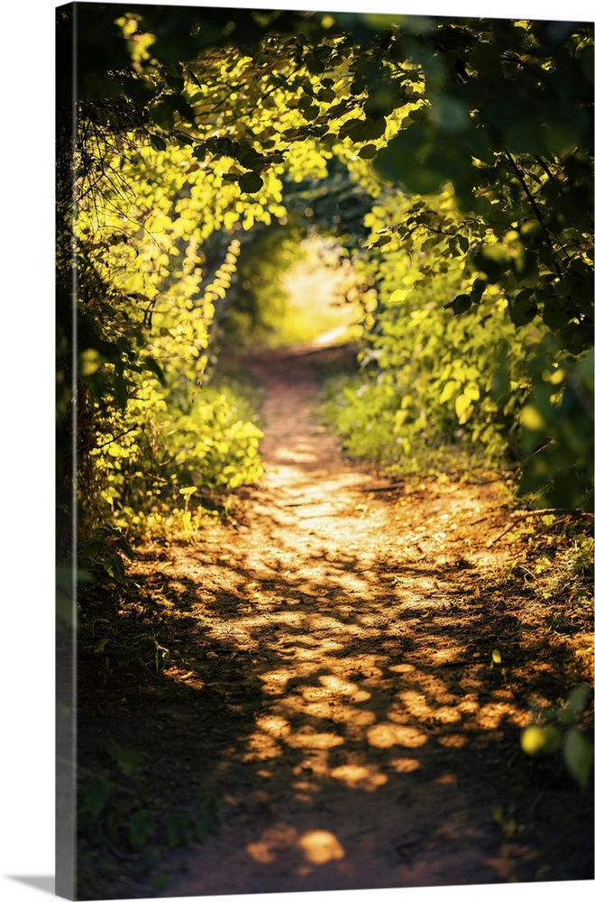 Path through undergrowth in summer sunlight.