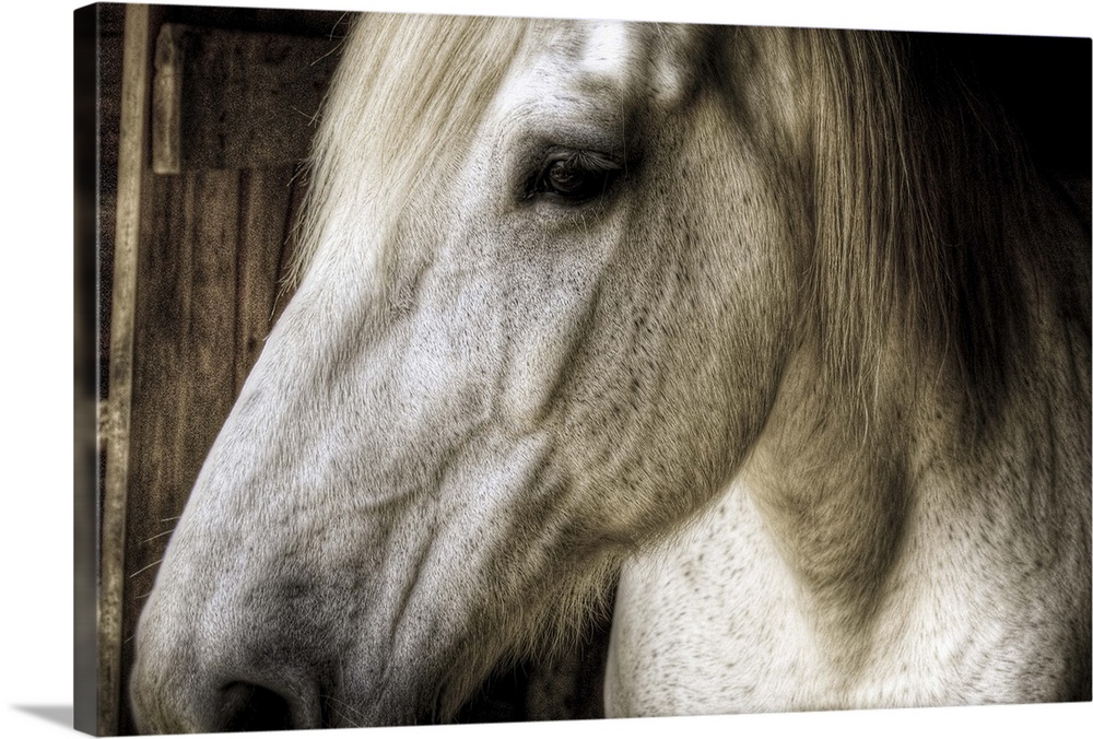 The left side of a horses head is photographed very closely as it stands in a stable.