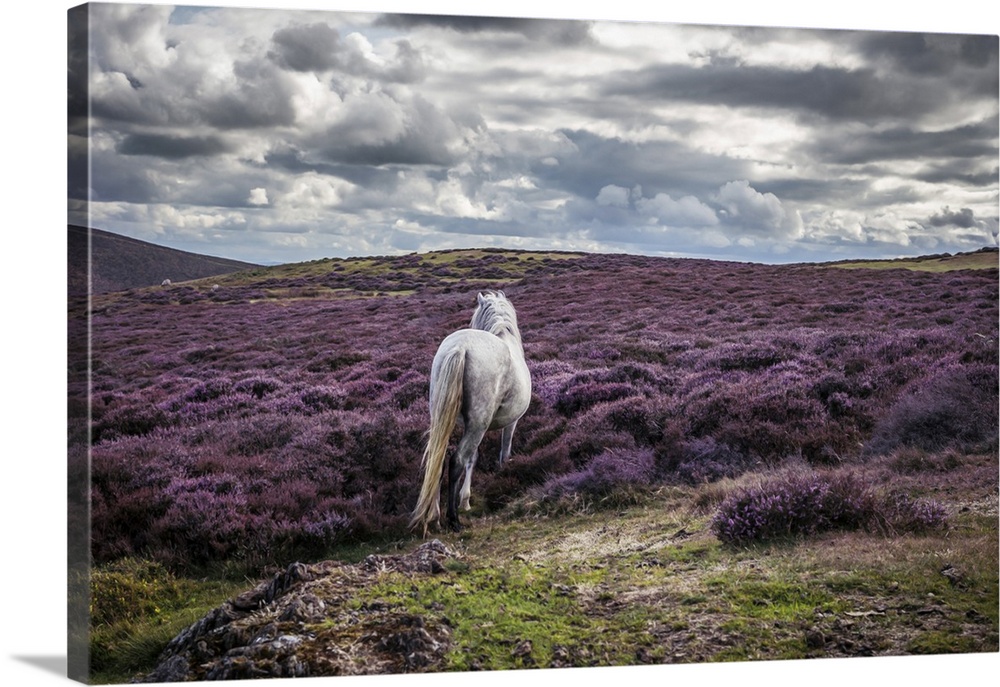 White horse alone in remote landscape with purple heather.
