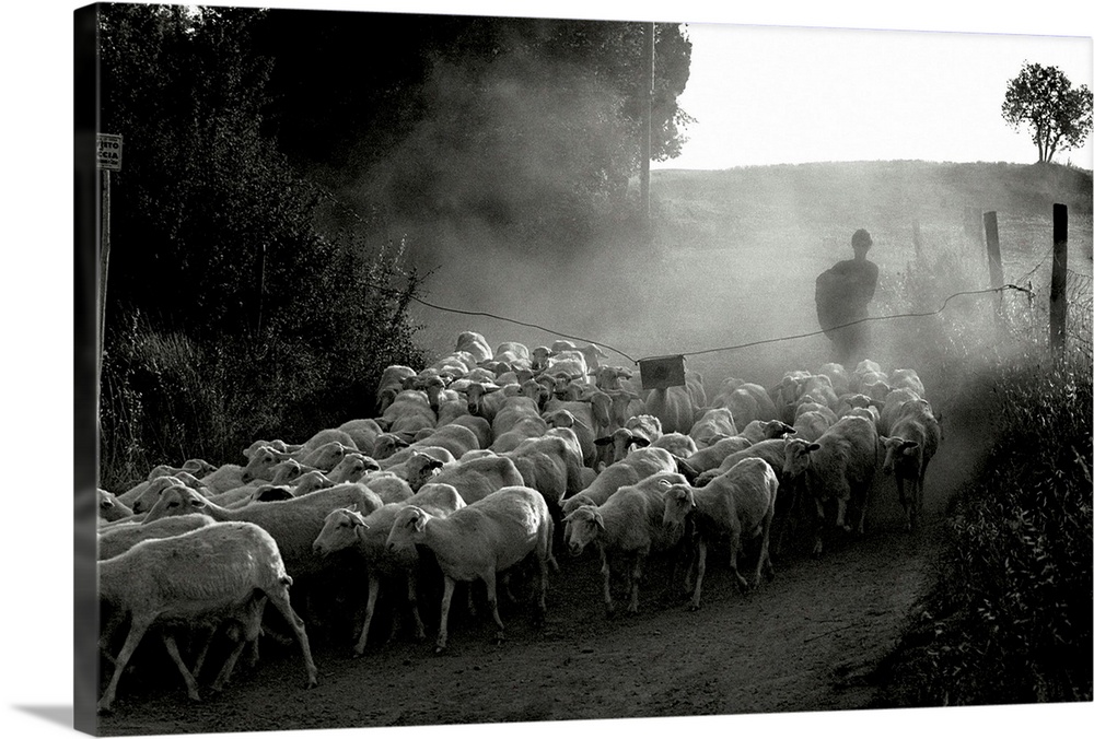 A farmer herding sheep along a lane