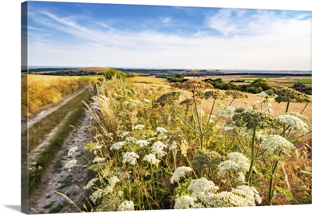 Scenic rural agricultural landscape of the South Downs in West Sussex England during summer.