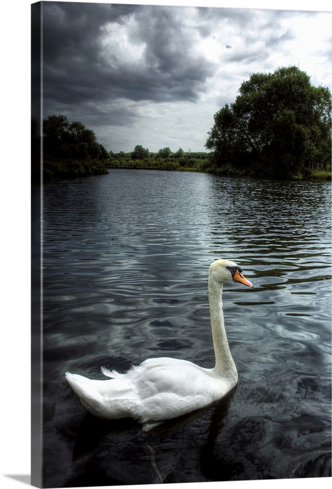 A swan on the river