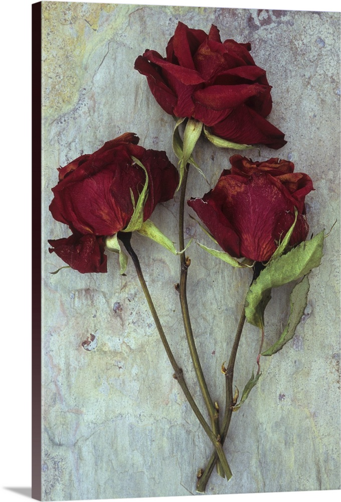 Three dried deep red roses lying with their stems and leaves on marbled slate stone