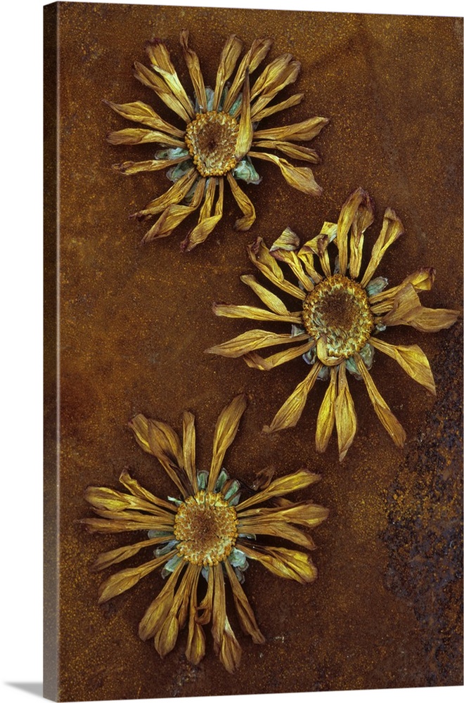 Three dried flowerheads of Chrysanthemum lying on rusty metal sheet