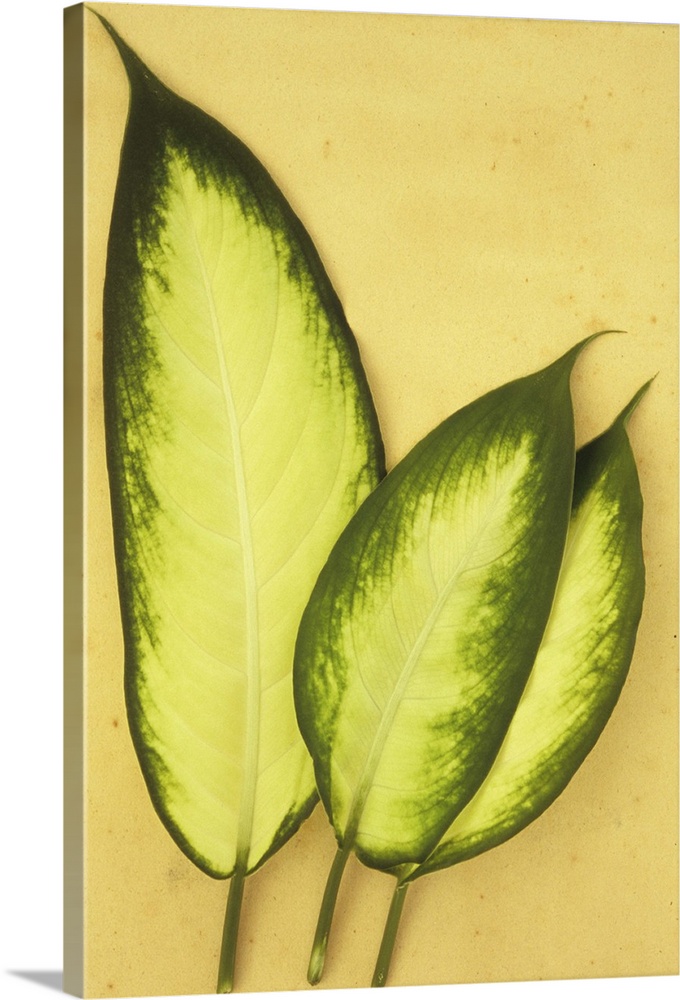 Three oval leaves cream with dark green borders of Dumb cane or Dieffenbachia lying on antique paper