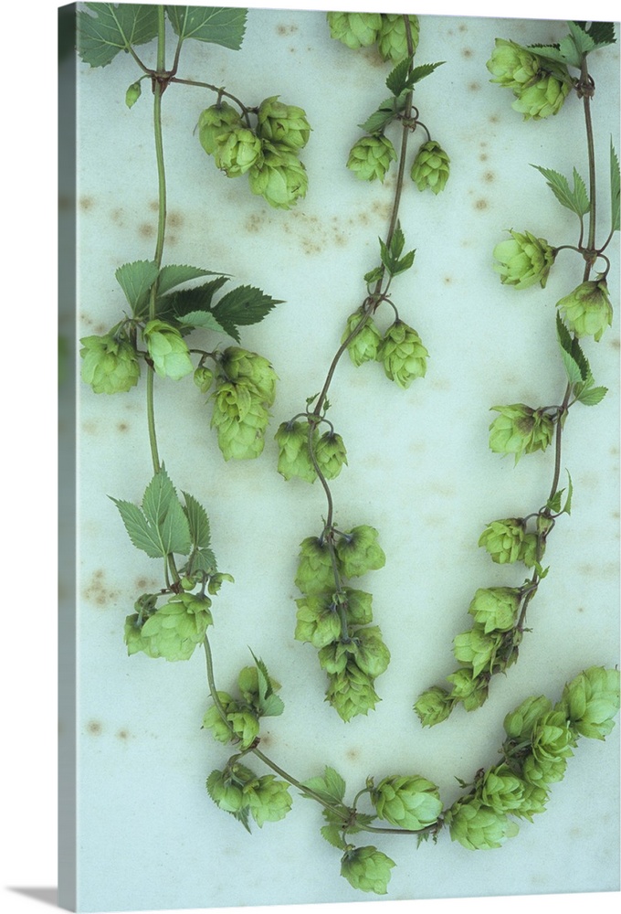Three stems of fresh green Hop or Humulus lupulus with leaves and scaly fruits developing lying on antique paper