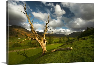 Tree at Keswick, Lake District, Cumbria, UK I