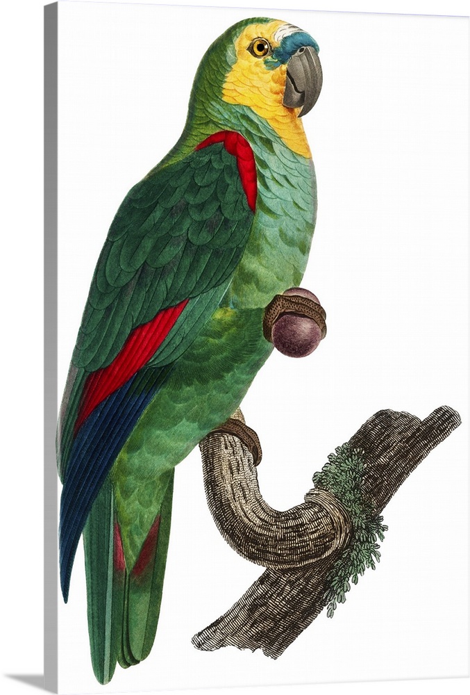 Tropical Bird Illustration