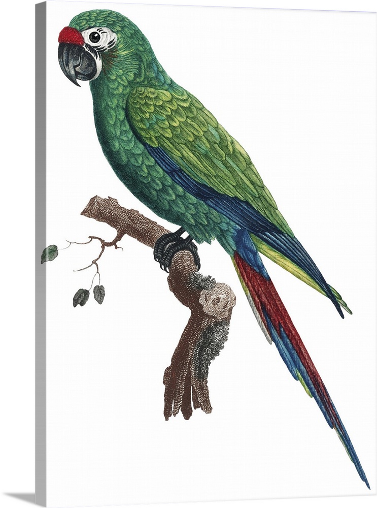 Tropical Bird Illustration