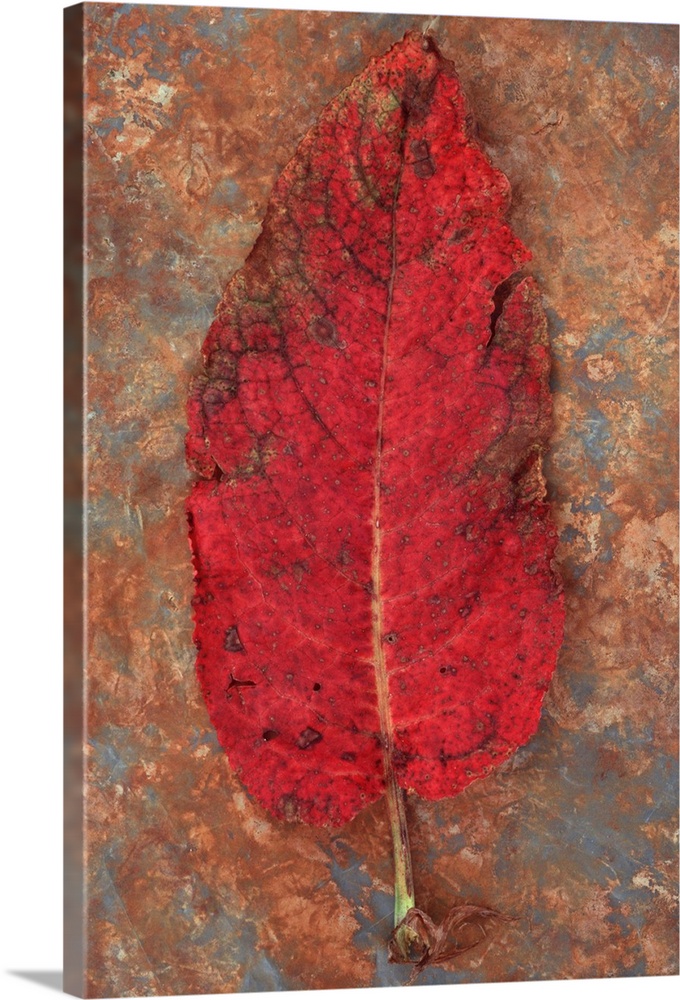 Single red leaf turning brown of Broad-leaved dock or Rumex obtusifolius lying on rusty metal