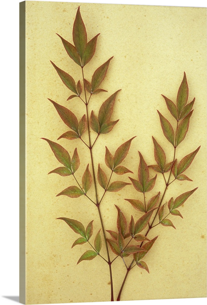 Two sprays of red leaves tinged with green of evergreen shrub Heavenly bamboo or Nandina domestica lying on antique paper
