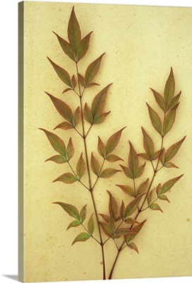Two sprays of leaves of evergreen shrub Heavenly bamboo on antique paper