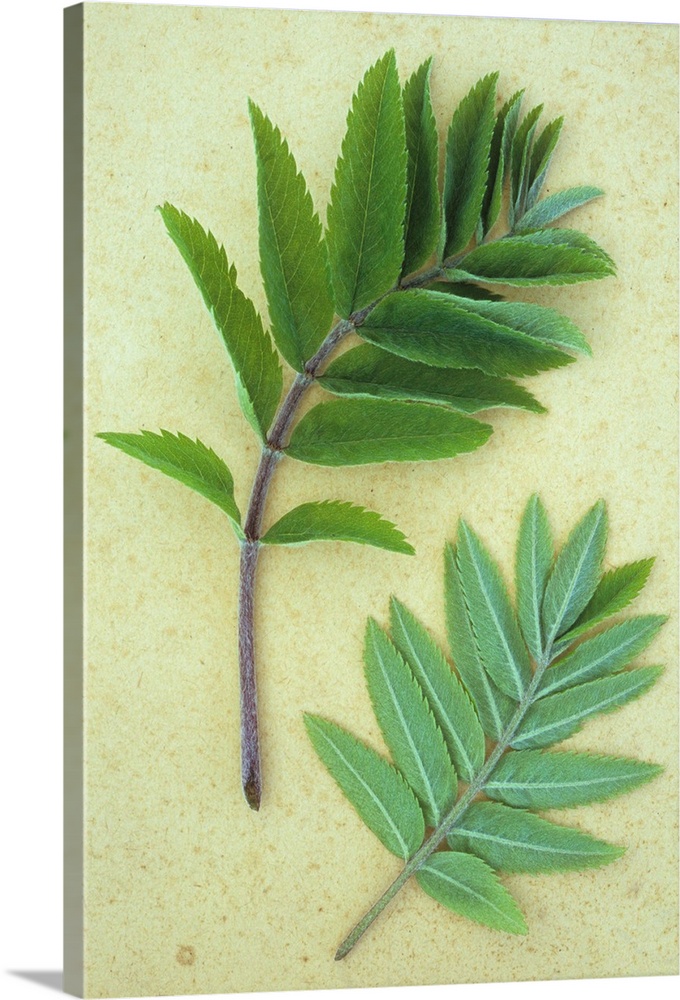Two sprigs of fresh spring green leaves of Rowan or Mountain ash or Sorbus aucuparia tree lying on antique paper