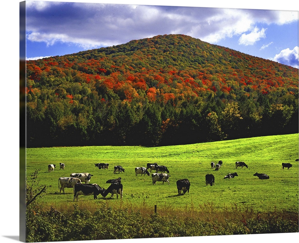 Cows grazing on green fields in Vermont