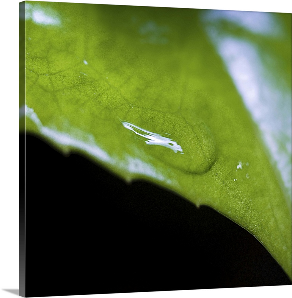 Water drip on a green leaf