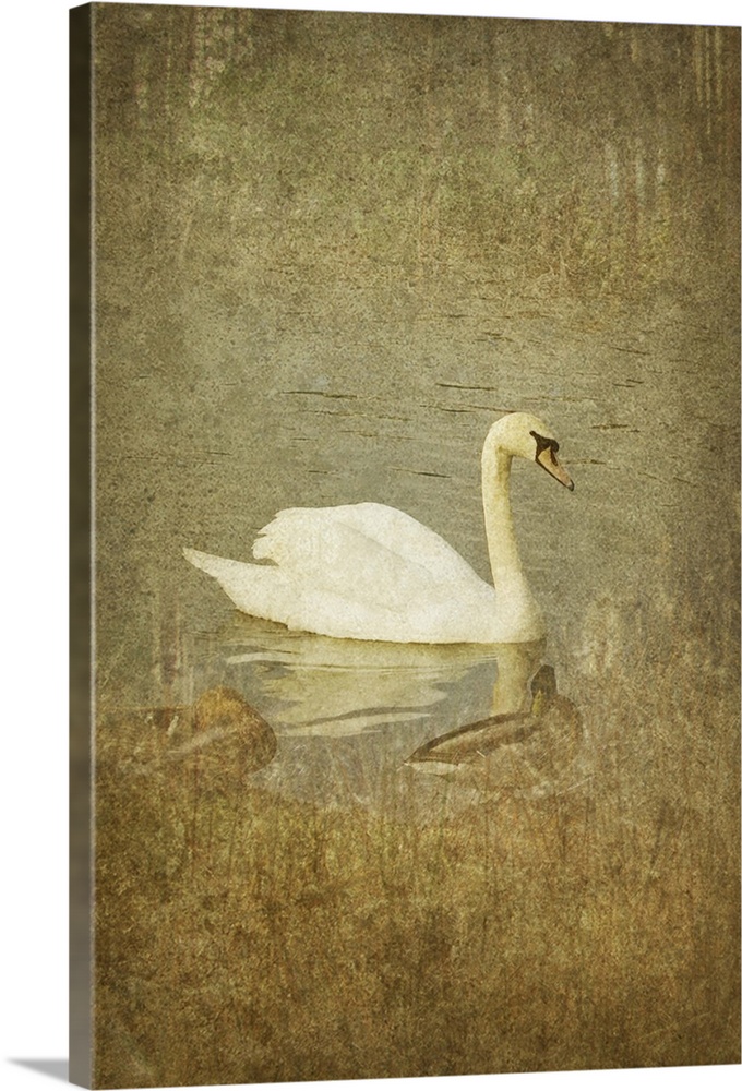 white swan on water with two other swans close by