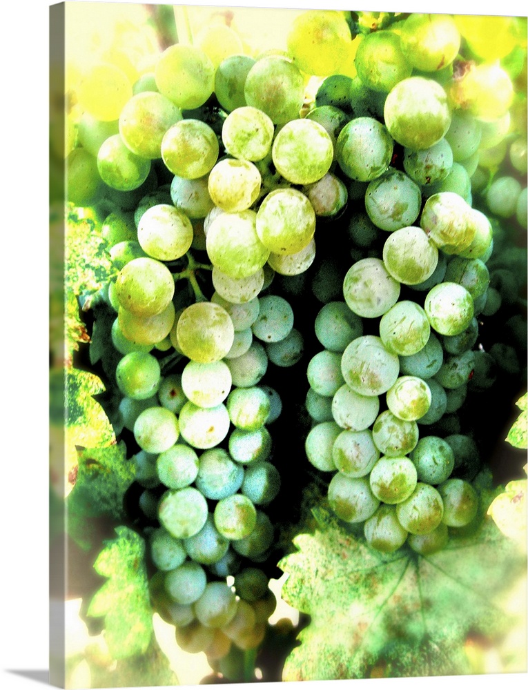 A bunch of green grapes on a vine