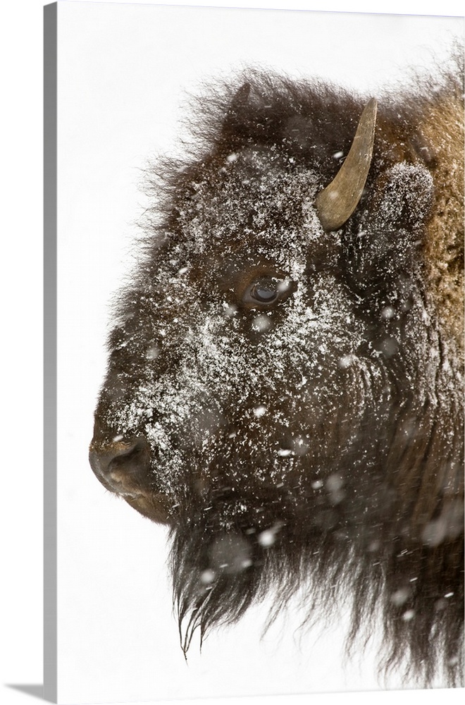 The head of a buffalo