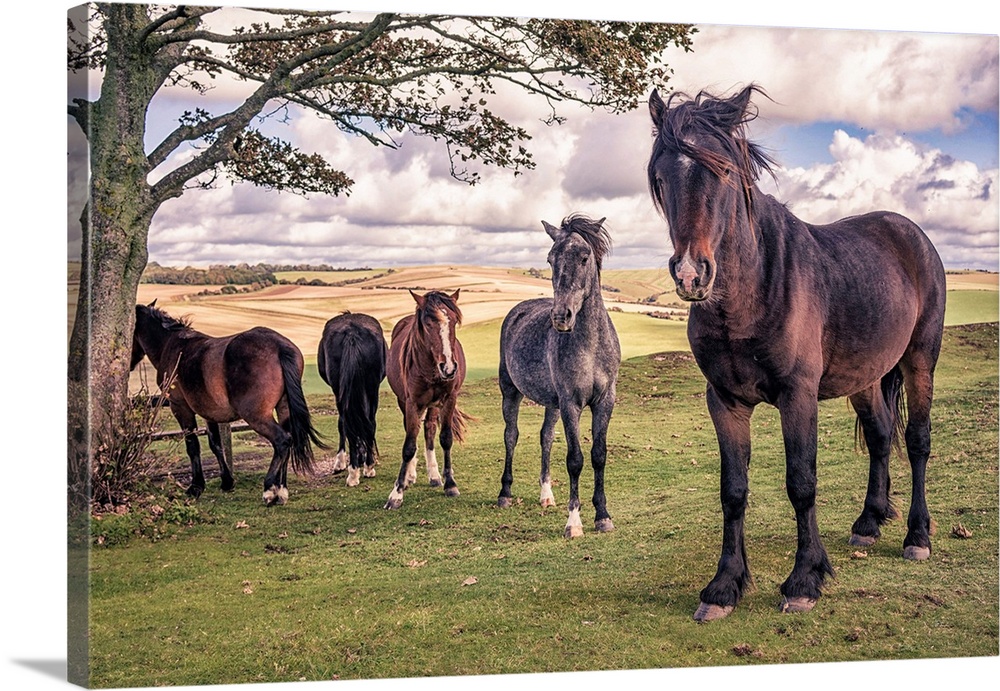 Five wild ponies on Cissbury Ring on the South Downs with rolling hillside and agricultural land.