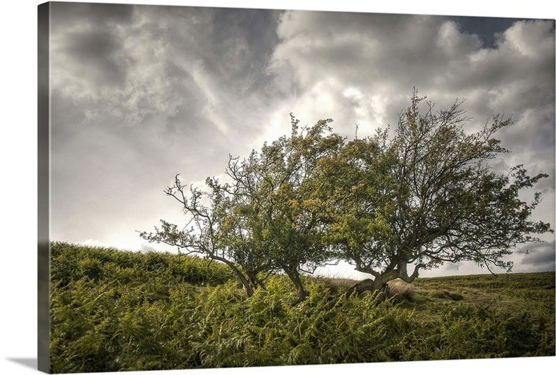Windswept | Great Big Canvas