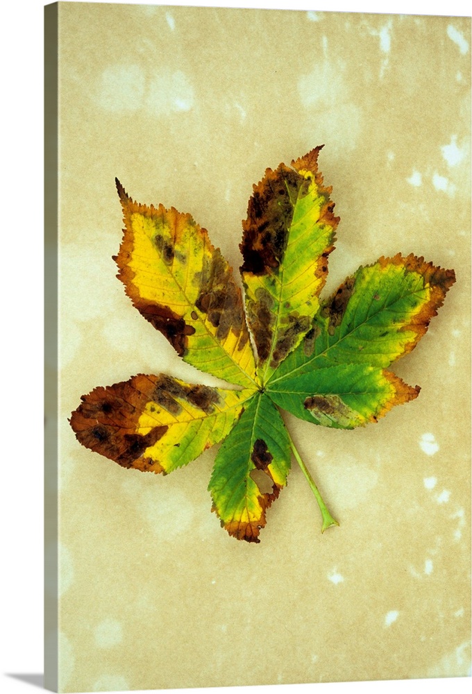 Yellow brown and green autumn leaf of Horse chestnut or Aesculus hippocastanum tree lying on antique paper
