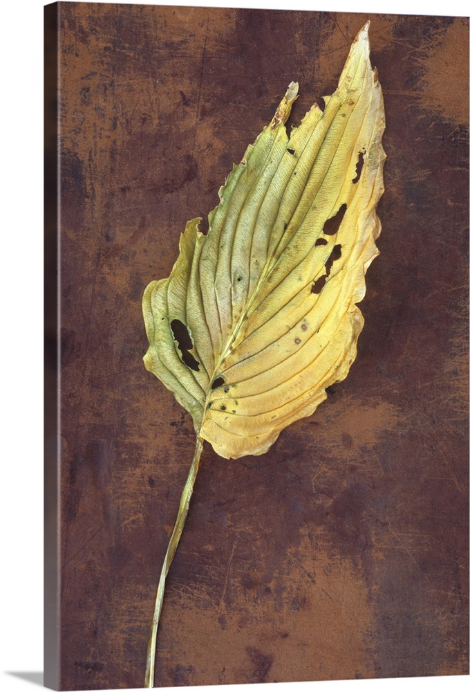 Large dried yellow leaf and stalk of Hosta fortunei Albopicta plant with insect bites lying on scuffed leather