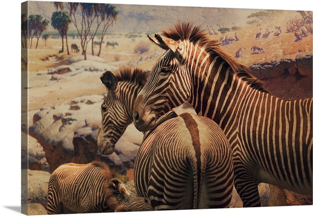 two zebras in the museum of natural history of new york city