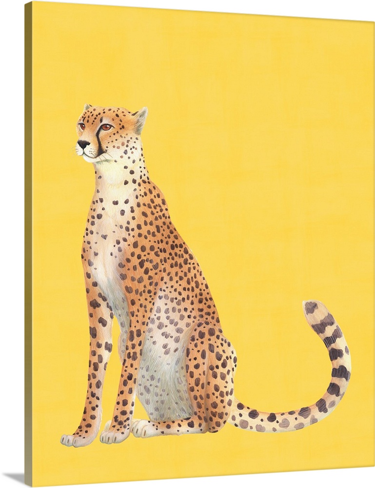 Sunny Cheetah Resting