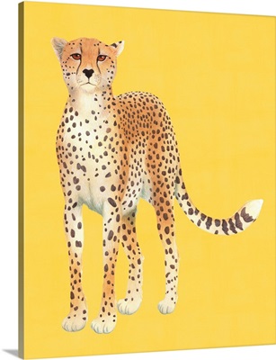 Sunny Cheetah Waiting