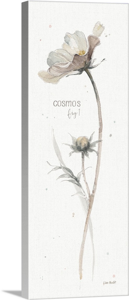Decorative artwork of watercolor flower designed as a botanical study labeled as, 'Cosmos, fig. 1.'