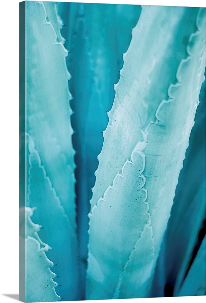 Cool toned photograph of agave plant leaves up close.