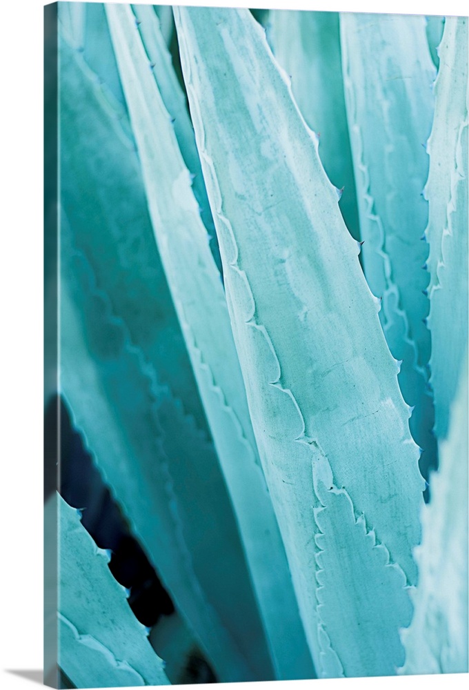 Cool toned photograph of agave plant leaves up close.