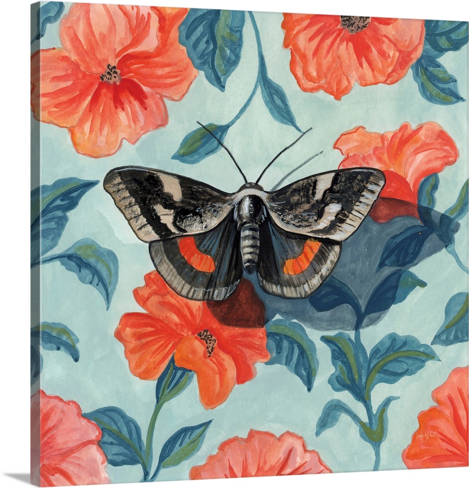 Academia Moth On The Wall