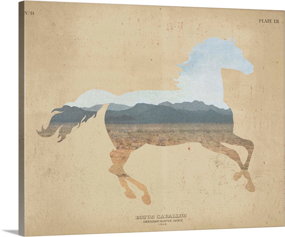 American Southwest Horse Distressed